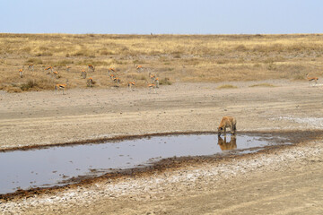 Africa, Tanzania, Segengeti, hyena drinking & gazelles