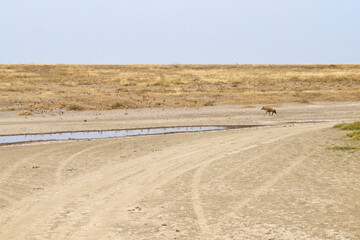 Africa, Tanzania, Segengeti, hyena goes to gazelles