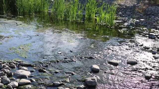 Relaxing stream with bamboo canes