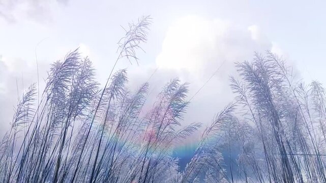 Kohuwa Phul (Kans Grass) Swaying in the Breeze Under a Cloudy Sky. Druga puja , Diwali background. Kans Flower, Autumn season, West Bengal. Assam	
