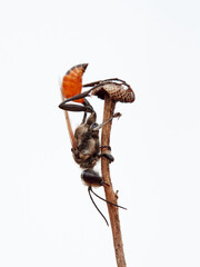 Hunting wasp with an orange abdomen, sleeping with its mouth open on a dry plant. Ammophila