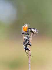 Hunting wasp with an orange abdomen, sleeping with its mouth open on a dry plant. Ammophila
