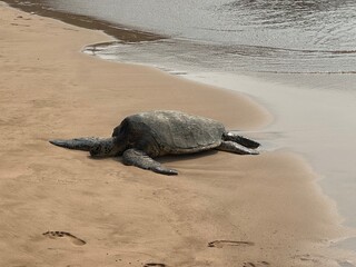 turtle on the beach
