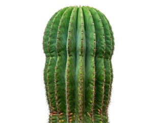 Close-up studio shot of tall, cylindrical cactus with multiple vertical ridges and spines