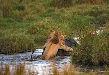 Lion on the back of an African Buffalo, Masai Mara Kenya Africa