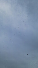 Tropical Island Paradise In Paraty Brazil South America Coastal Beach Landscape With Blue Ocean Water Summer Vacation Destination Travel And Nature