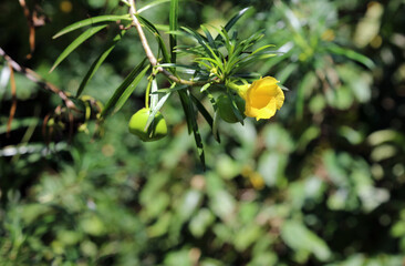 Macro image of a Yellow Oleander bloom and fruit, Masai Mara Kenya Africa
