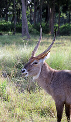 Male waterbuck eating in early evening, Masai Mara Kenya Africa
