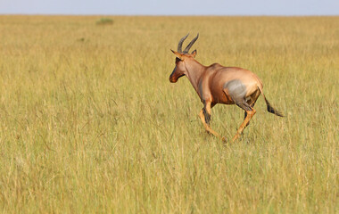 Topi running, Masai Mara Kenya Africa
