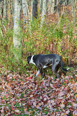 Black and white dog walking through autumn grass, green bush background
