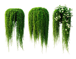 Three lush hanging plants with cascading vines and vibrant green foliage, isolated on black