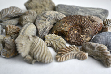 Fossils on white background including Ammonoids and Actinostreon gregareum