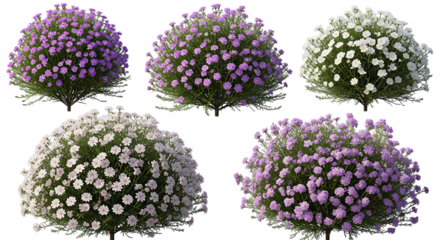 Five flowering bushes purple and white on transparent background