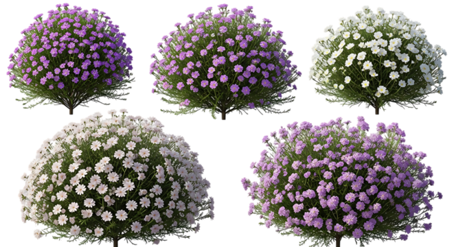 Five flowering bushes purple and white on transparent background