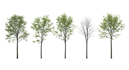Five trees one bare green foliage transparent background