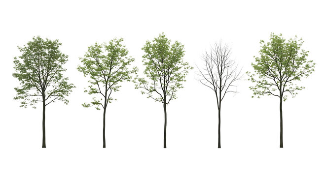 Five trees one bare green foliage transparent background