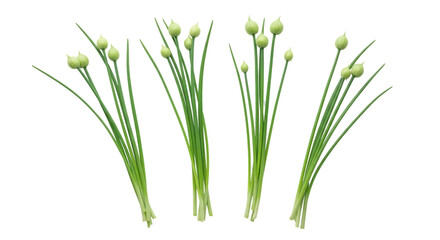 Four Bunches of Green Chives with Flower Buds herb 1