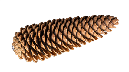 Single Large Brown Pine Cone Isolated on a Gray Background

