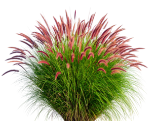 A vibrant, detailed view of ornamental grass featuring lush green blades and pinkish plumes