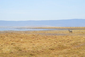 Africa, Tanzania, Ngorongoro, zebras and flamingos