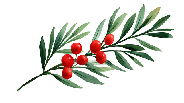 Watercolor botanical illustration of a branch with green lance-shaped leaves and red berries, hand-painted and isolated on a transparent background. Ideal for seasonal design and educational use.