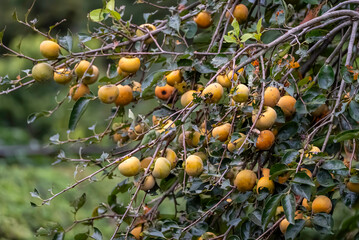 たわわに実る柿