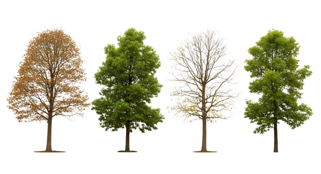 Four trees showing different seasons on transparent background