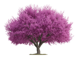 Obraz premium Crimson Glory: A vibrant tree bursting with crimson flowers, embodying the essence of spring and new beginnings. 