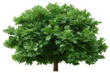 Oak Tree Canopy: A majestic oak tree displays its vibrant green canopy, embodying strength and resilience in nature's embrace.
