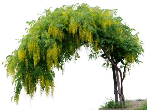 Golden Chain Tree: A lush golden chain tree displaying its beautiful yellow blooms in full glory. Its cascading flower clusters and elegant structure against the blue sky make a striking sight.