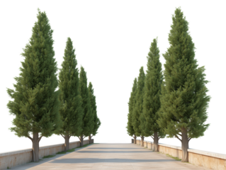 Pathway Lined with Cypress Trees: A picturesque pathway is framed by a line of tall, stately cypress trees, leading the viewer's eye toward a distant point, inviting a journey of exploration.