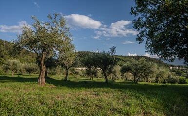 Spectacular photos of olive trees