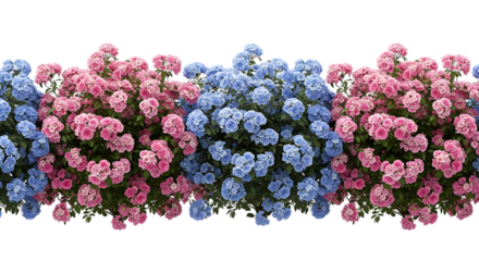 Pink and blue rose bushes with transparent background pink roses