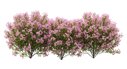 Row of pink flowering bushes with green leaves pink flowers