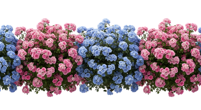 Pink and blue rose bushes with transparent background pink roses - Powered by Adobe