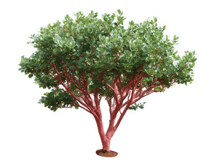 Unique Tree with Red Bark: This captivating image showcases a distinctive tree with its vibrant red bark. A symbol of resilience. 