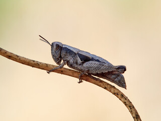 A grasshopper on a branch of a plant. Grasshopper Pezotettix giornae
