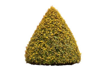 Ornamental Bush in Conical Shape: A perfectly shaped ornamental bush, its dense foliage creating a striking conical form, adds a touch of elegance to any landscape or garden setting. 