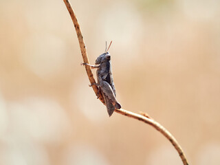 A grasshopper on a branch of a plant. Grasshopper Pezotettix giornae