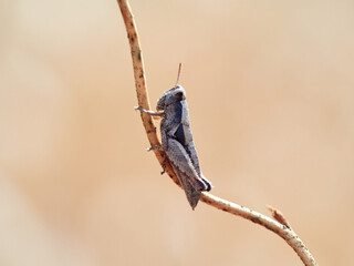 A grasshopper on a branch of a plant. Grasshopper Pezotettix giornae