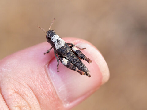 A grasshopper on a branch of a plant. Grasshopper Pezotettix giornae