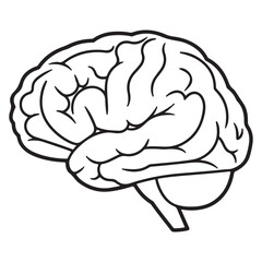 Stylized Human Brain Anatomy Line Art Illustration