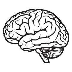 Human Brain Side Profile Line Art Illustration