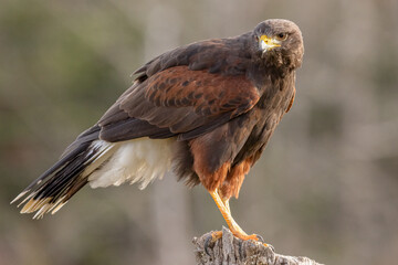 Harris Hawk Bird Parabuteo unicinctus Perched on Branch in Natural Habitat