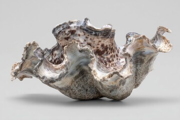 A stunning, detailed close-up of a clam shell, showcasing intricate textures and patterns