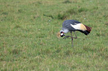 Grey Crowned Crane standing on one leg, Masai Mara Kenya Africa