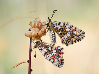 Two colorful butterflies copulating. Spanish Festoon copulating on a stem. (Zerynthia rumina) 