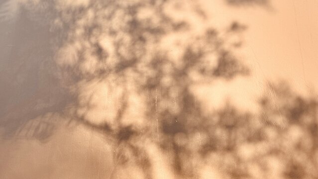 Warme Baumschatten an sonniger Wand