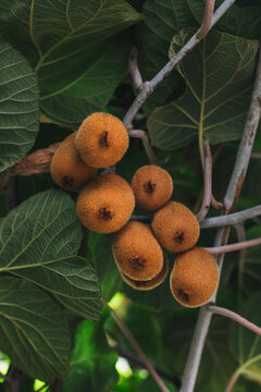 Ripe Kiwi fruits on branches in a garden. Close up.