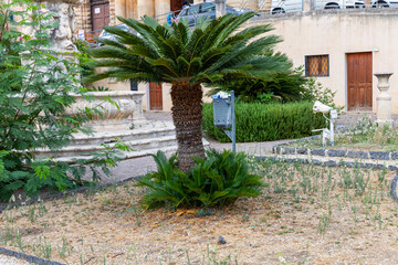 Green cycad palm beside historic stone architecture